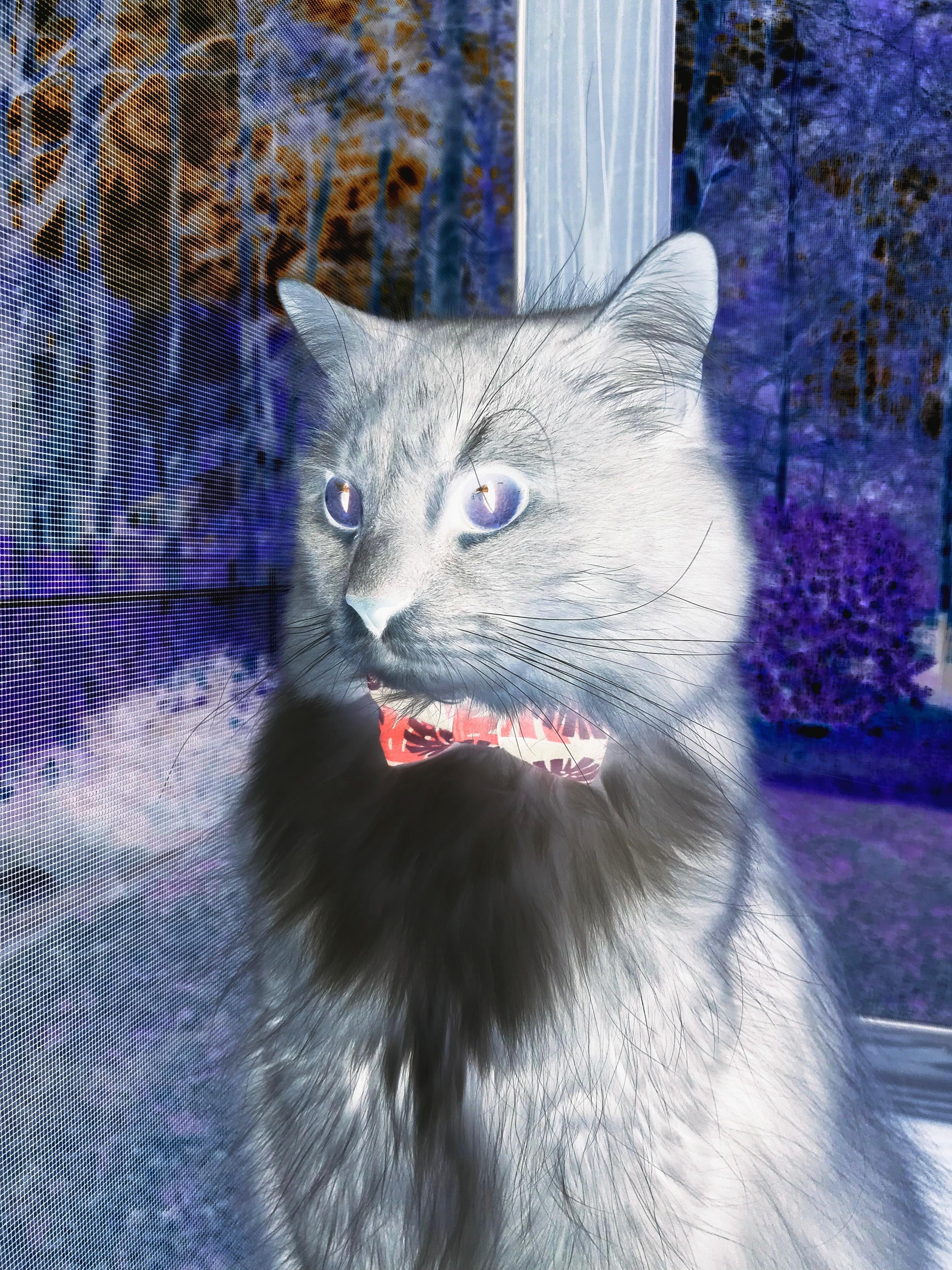 双城记，足球的胜利与个人的胜利