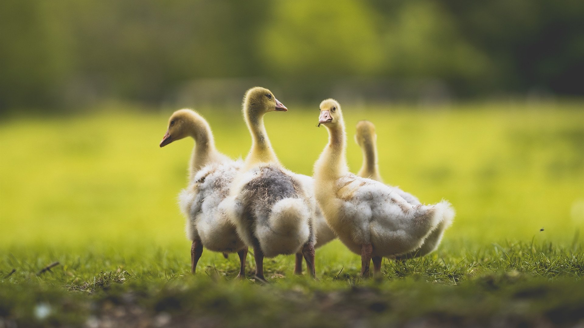 德罗赞独揽全场最佳无争议,北京队力克广厦队彰显唯一焦点
