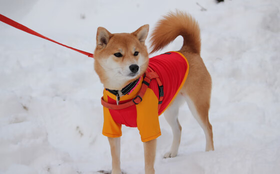 绿与蓝的交响,当凯尔特人终结悬念,欧文在亚平宁画下惊叹号