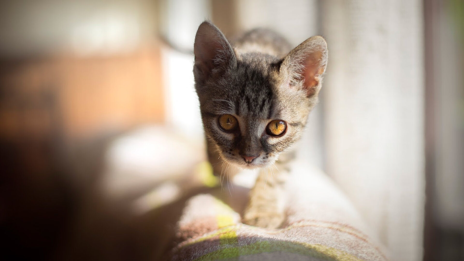 开云体育平台APP-平行世界的碰撞，北京队如何打穿活塞，布克缘何成为关键先生