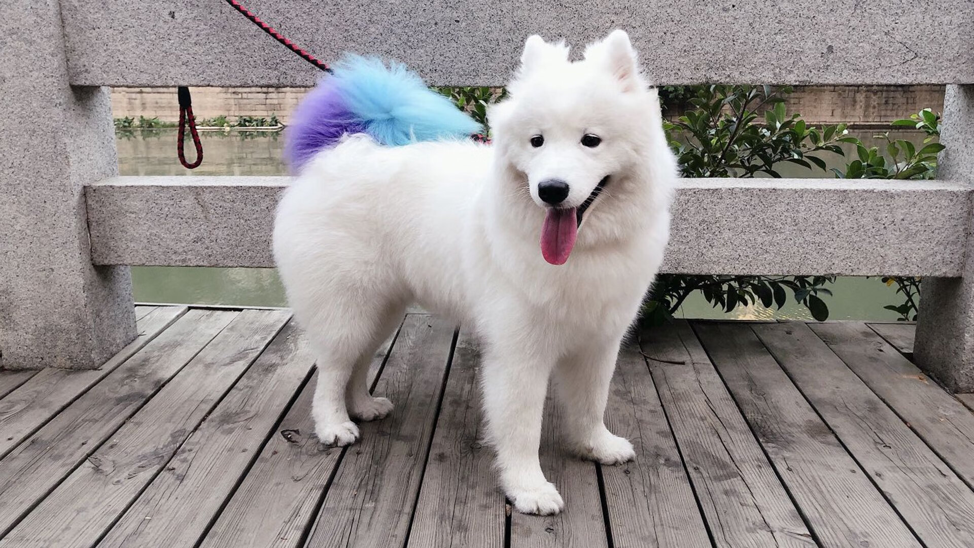 开云体育APP下载-南十字星下的逆袭，澳大利亚如何用强压驯服红军，卡塞米罗一锤定音