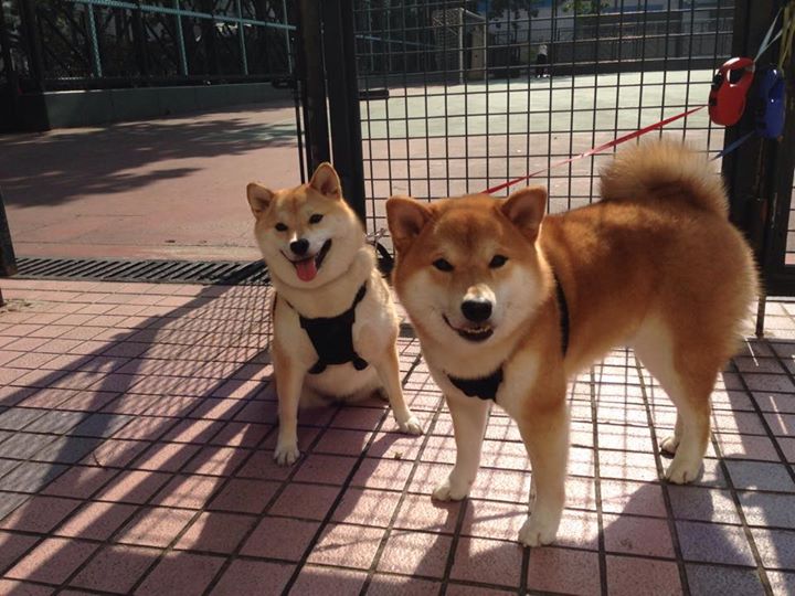 巴黎独舞，基耶萨在法兰西大球场的胜利与哀歌