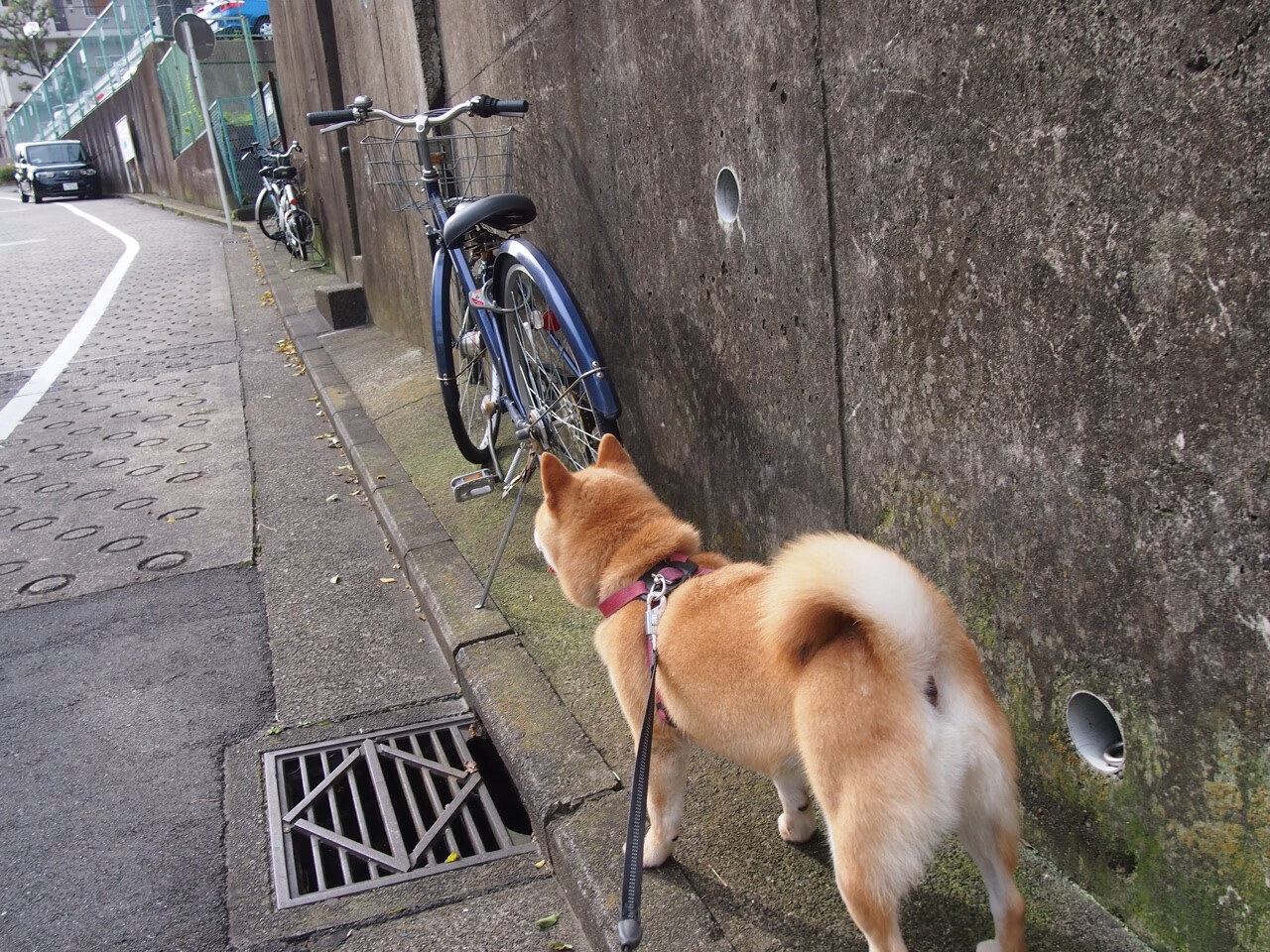 开云体育官网-节奏的艺术，从东契奇的降速美学到辽宁队的变速哲学
