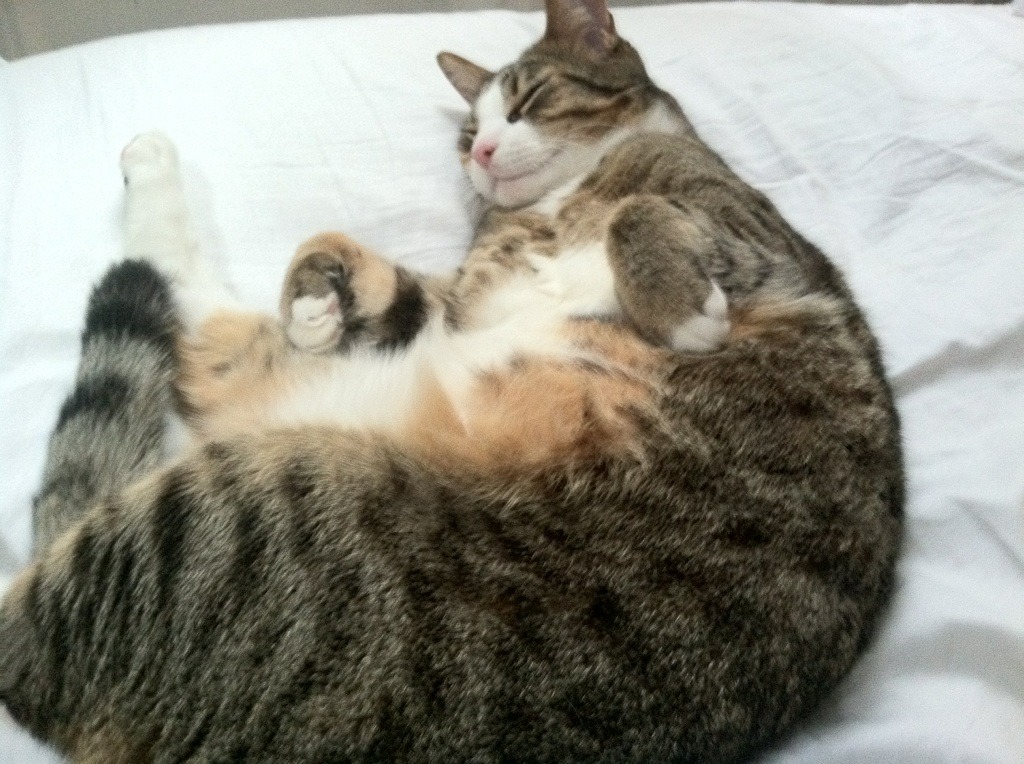 开云体育登录-浓眉展翼撕裂北京防线，鹈鹕制霸北京队的背后故事