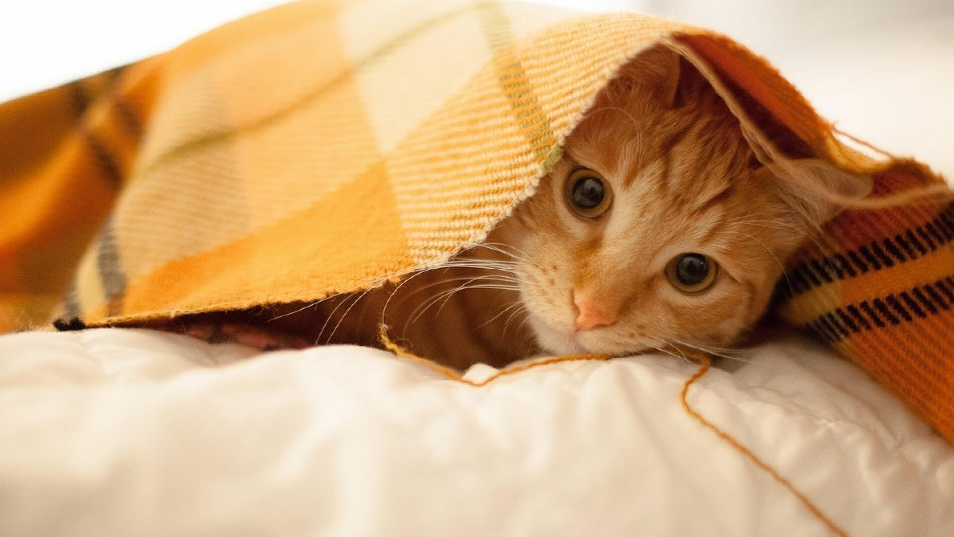 绿茵利拉德，当国家德比进入大心脏时刻