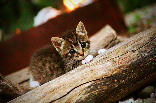 开云体育入口-永恒之城的神迹，1984年欧冠决赛，普鲁佐弗拉霍维奇式爆发终结西班牙王朝