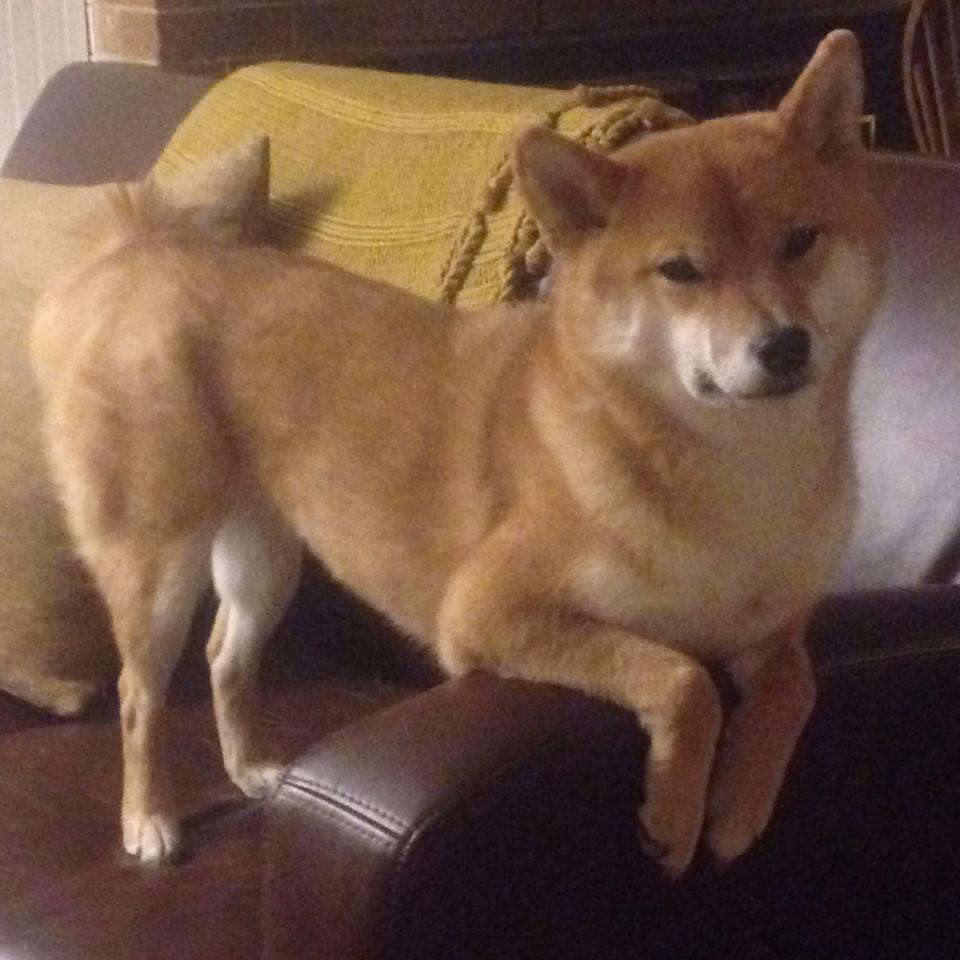 开云体育APP下载-圣安东尼奥的河与北京的墙—奥运前夜篮球哲学的东西对话