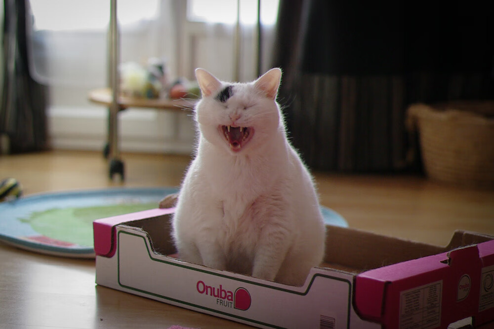 霍勒迪末节15分点燃盐湖城，爵士精密战术冲垮公牛防线