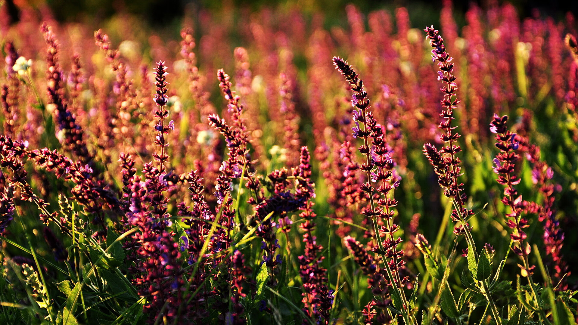 开云体育app-锋刃出鞘，老将新生，苏亚雷斯用实力刻下征服欧冠的宣言