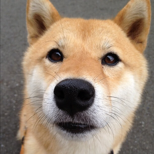 开云体育登录-巅峰交会，福克斯终场狂飙，活塞跨越大洋击退广东