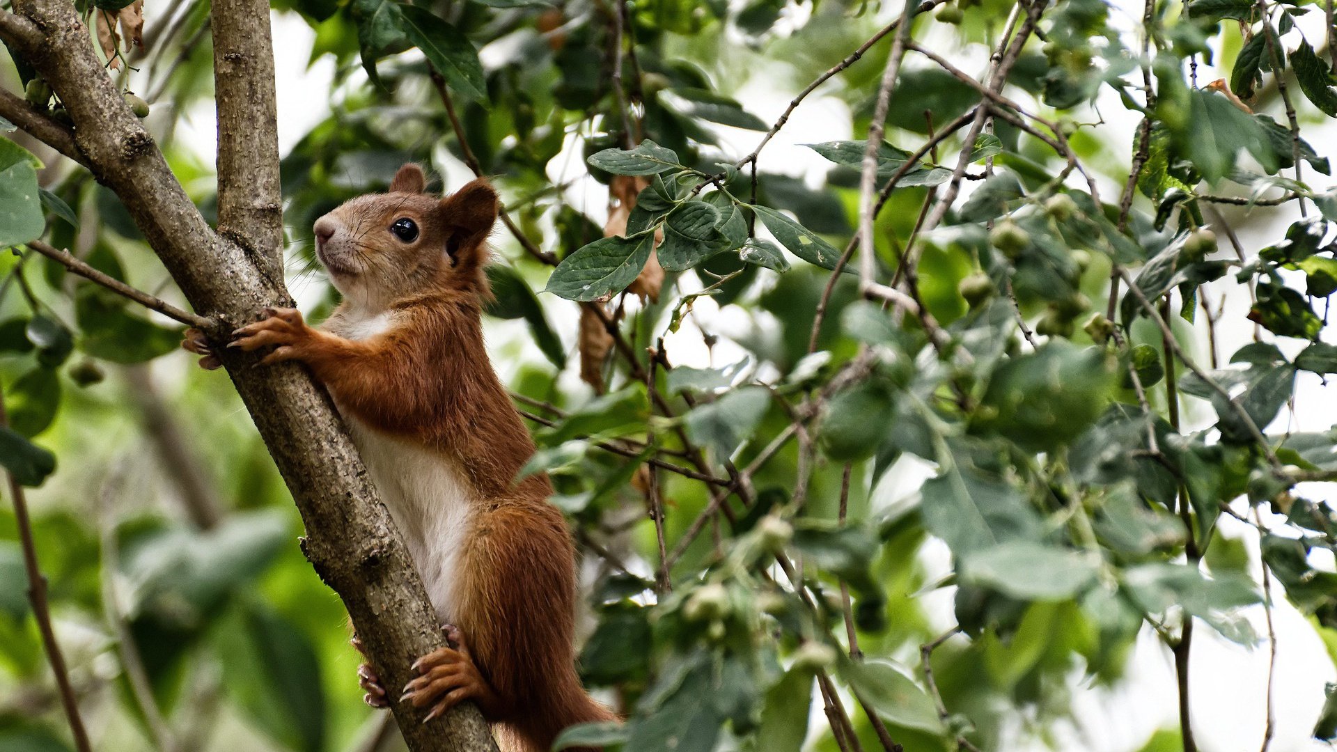 开云体育app-火焰与熔岩，当个人英雄主义遇见团队暴力美学