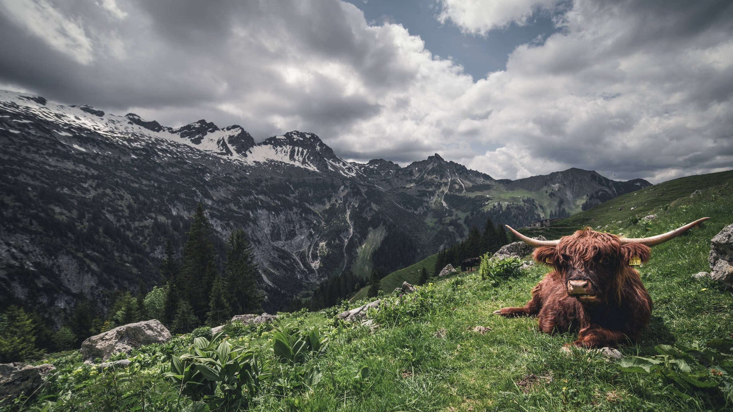 巴尔干火药桶,帕尔默事件如何点燃奥地利与克罗地亚的封锁危机