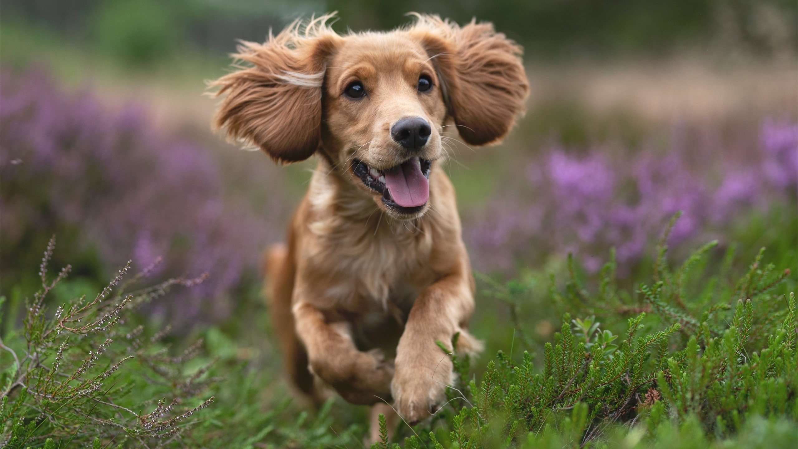 战术蜂群吞噬盐湖城，当爵士撞上黄蜂的窒息之墙，戈贝尔的满分演出与孤独败北