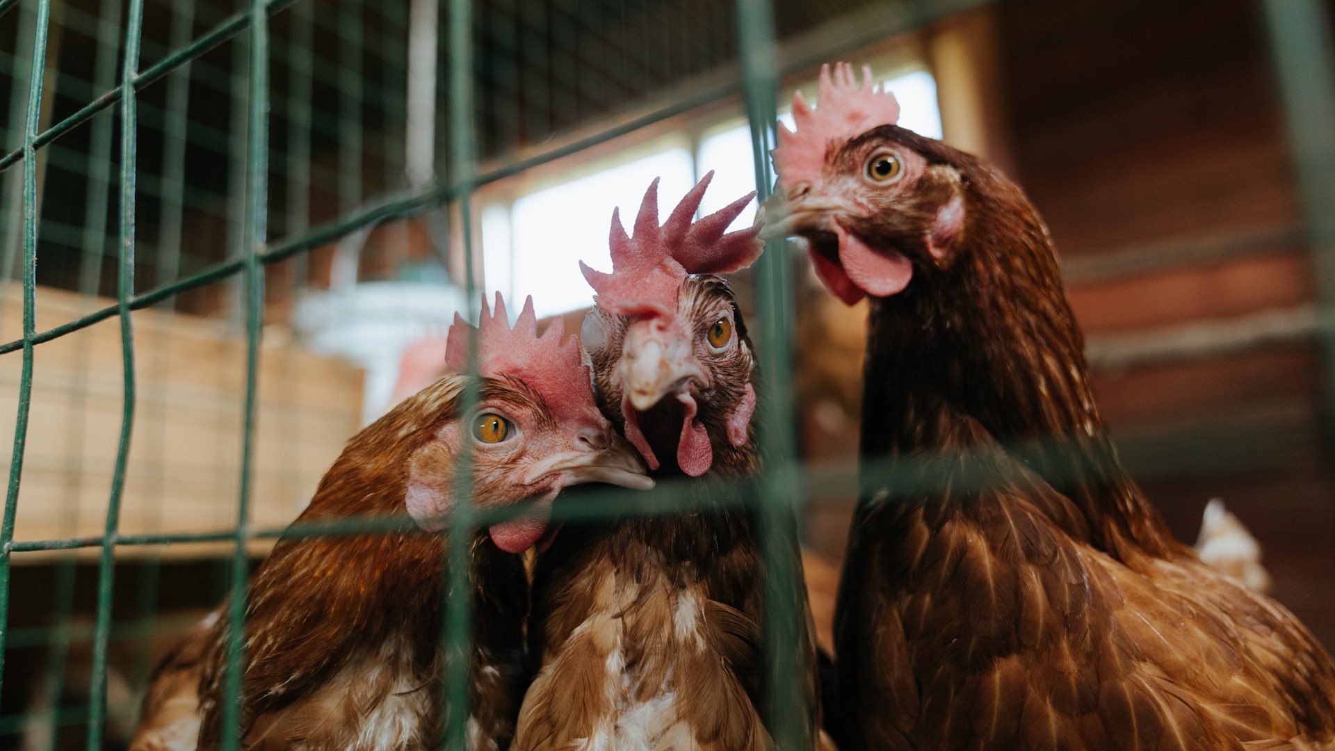 冰与火的碰撞，湖人全面压制雷霆，西亚卡姆全程高能输出