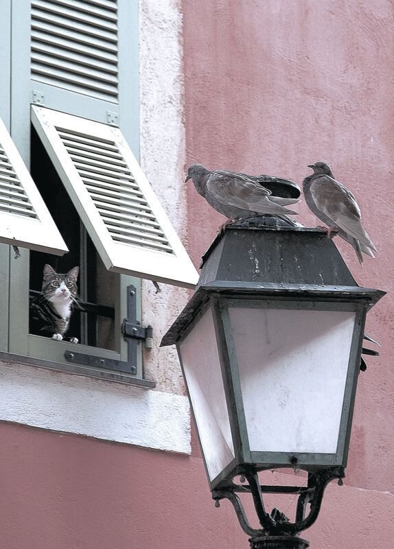 唯一性的光芒,阿尔瓦雷斯扛起全队,里昂险胜阿尔及利亚